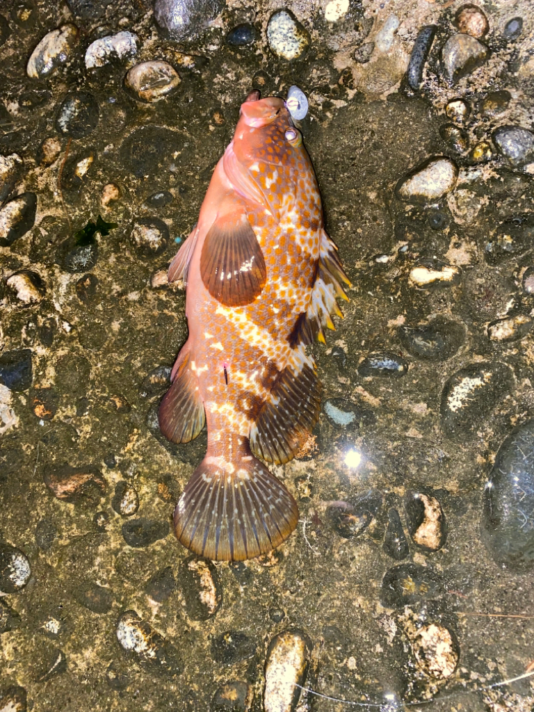 尺超えのキジハタ