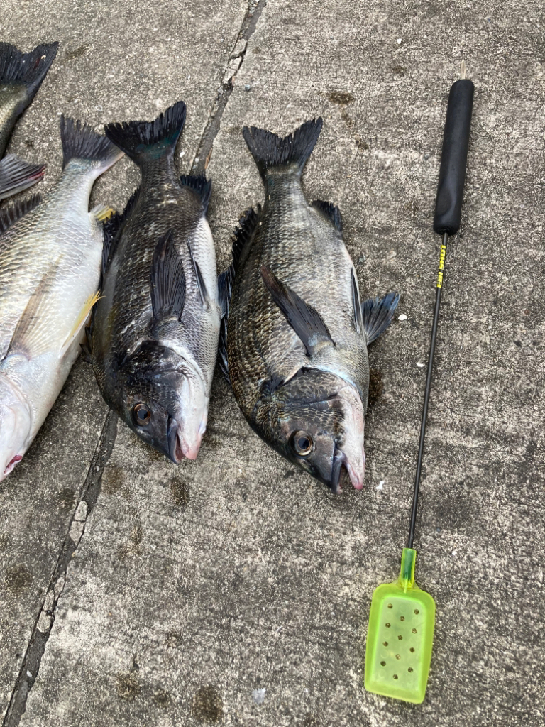 魚の活性高いです