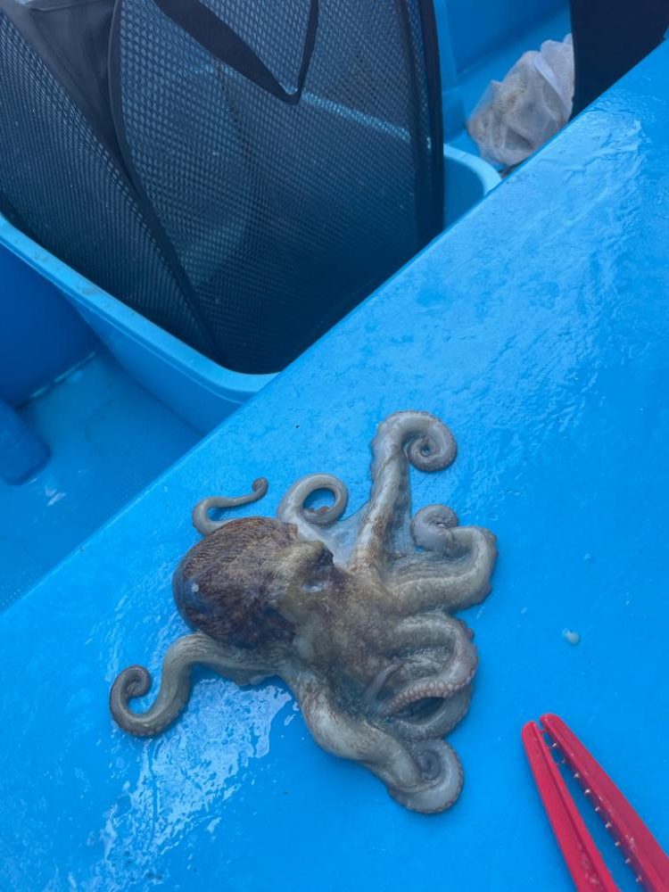 明石　船でタコ