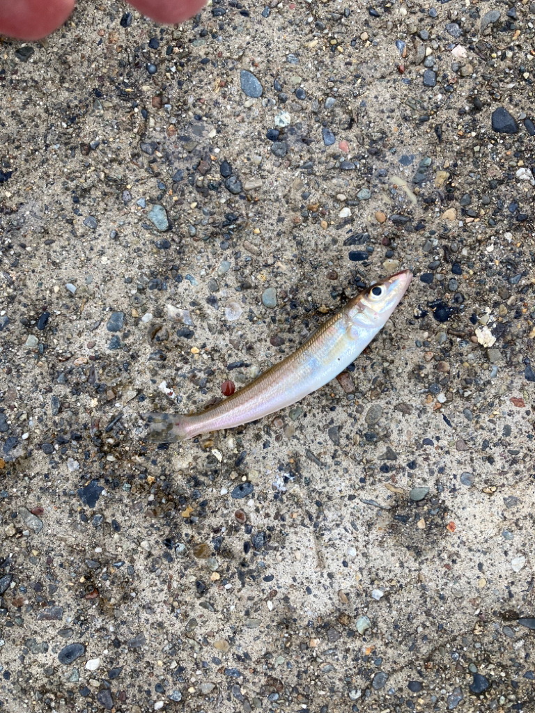 昨日のリベンジなるか、、、