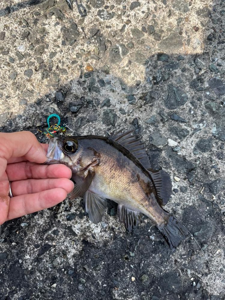 ライトゲーム新規開拓