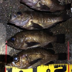 梅雨メバリング