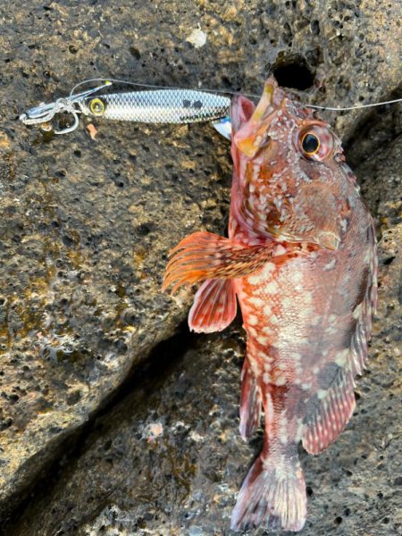 ジャックアイマキマキ新色が大活躍