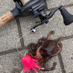 二刀流するも。仔蛸4杯が癒しだった湾奥。。。