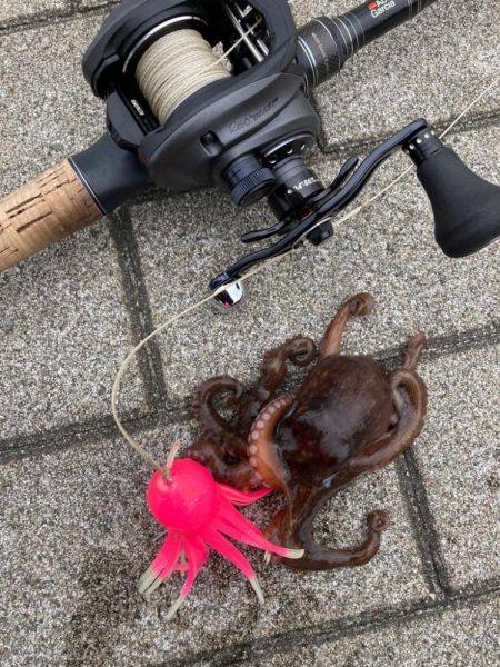 二刀流するも。仔蛸4杯が癒しだった湾奥。。。