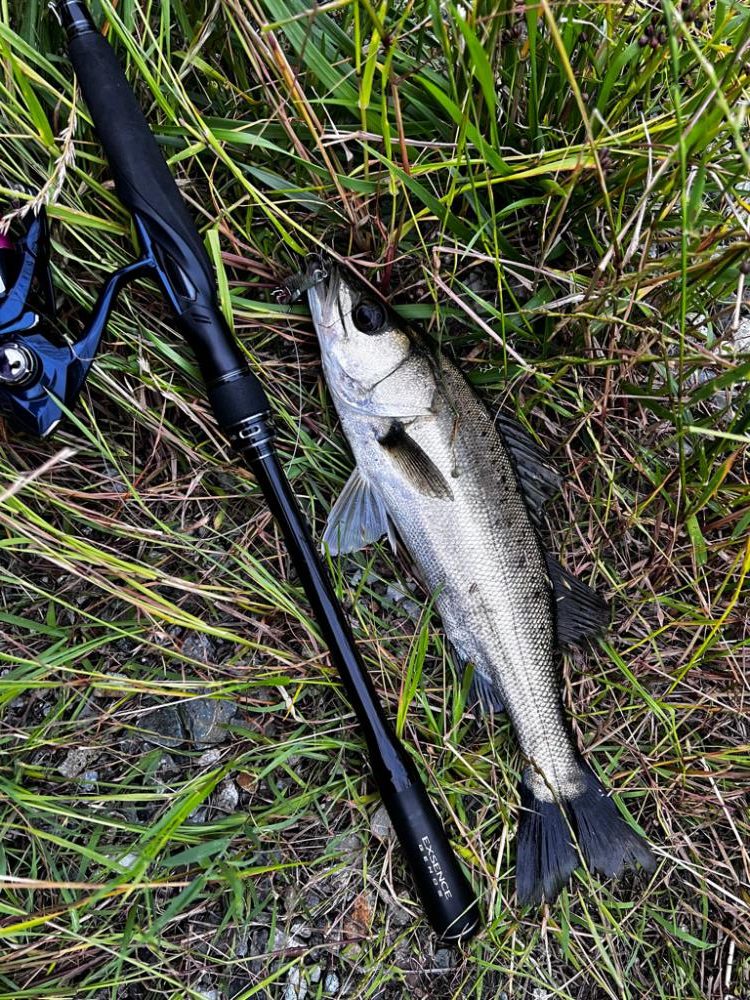 バイブレーションのただ巻き