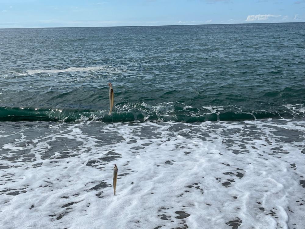 日本海キス釣り