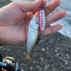 楽しめる季節到来