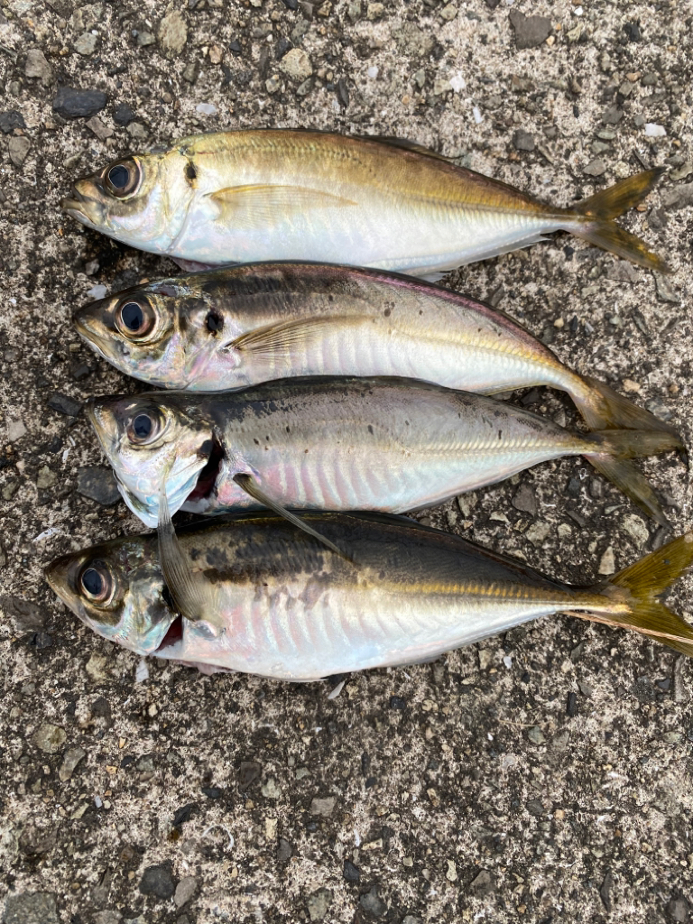 久しぶりのホーム