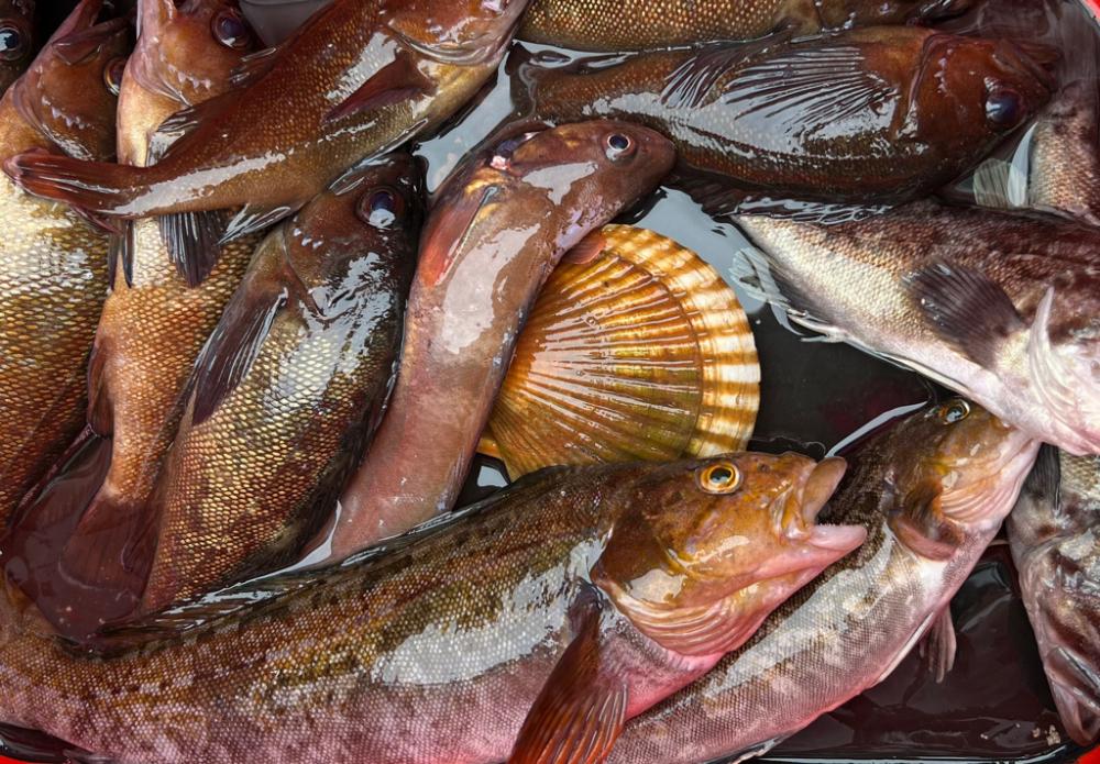 道南、ロックフィッシュ