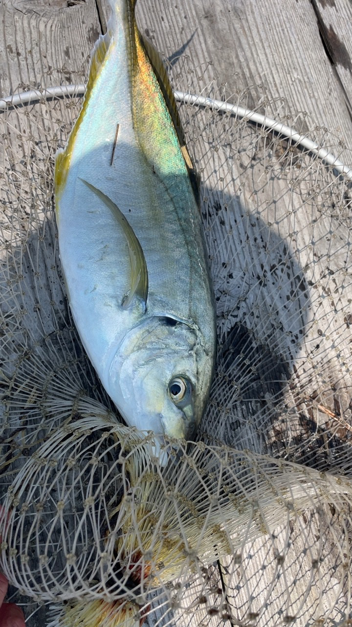 自作練りエサで釣れた!