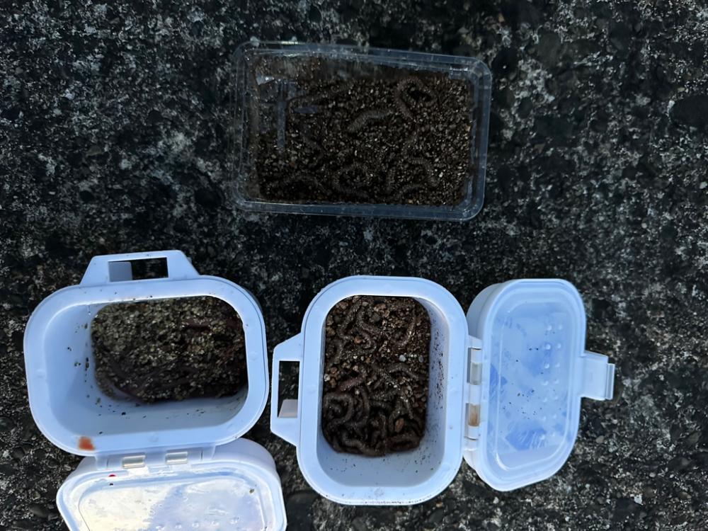 投げ釣り、キス釣り