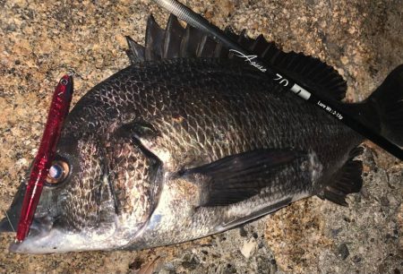 なんでも釣れる大阪湾