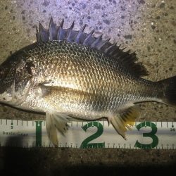 今日からまた始める