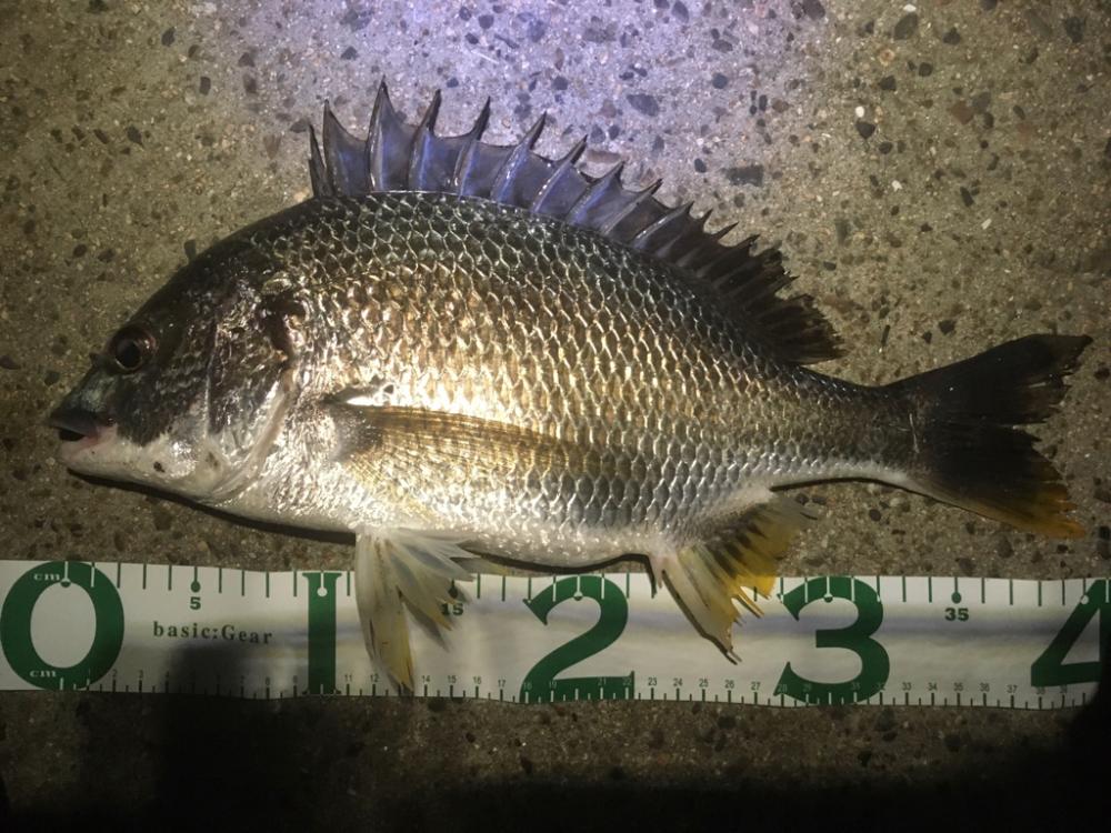 今日からまた始める