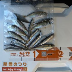 イワシ、アジ、キス