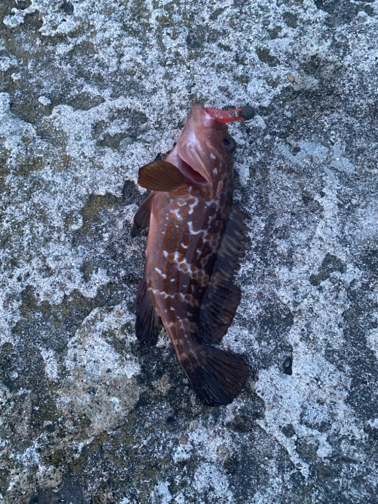 カサゴ　キジハタ