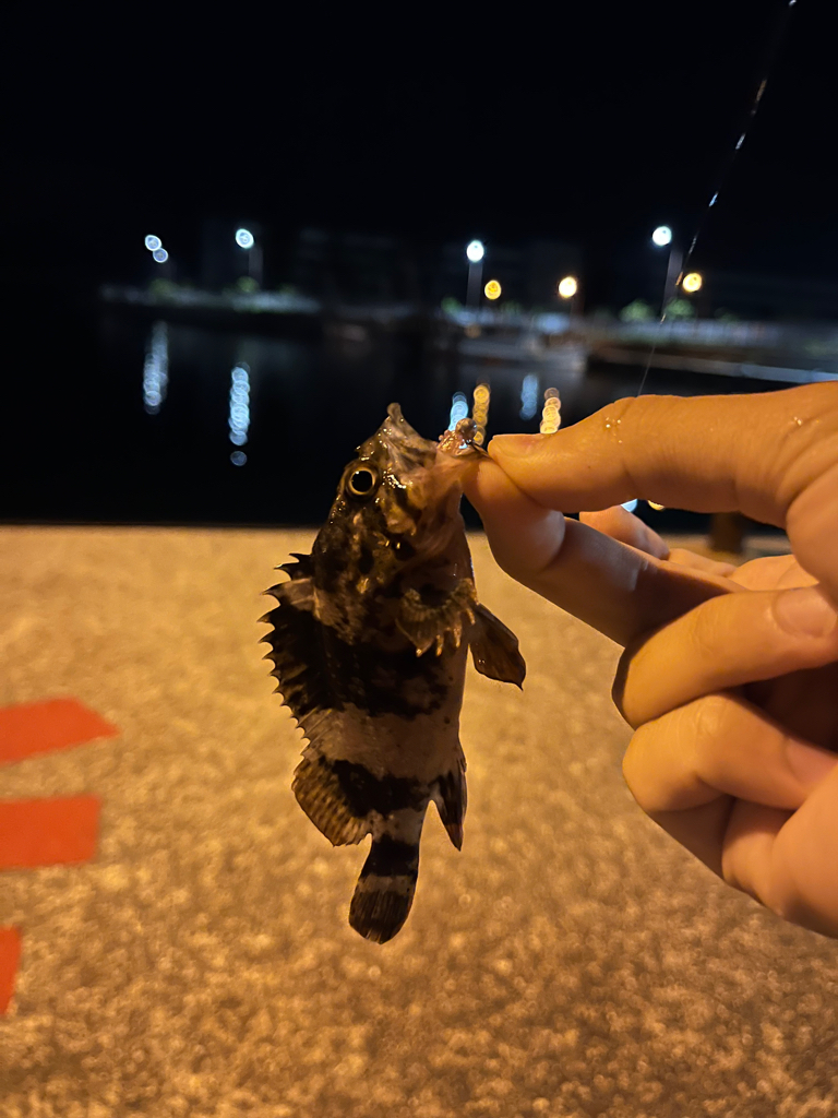 メバリング調査