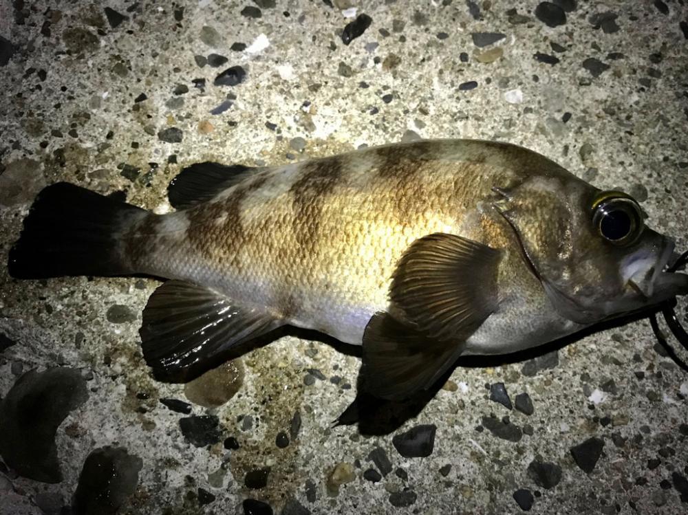 フロートメバリング