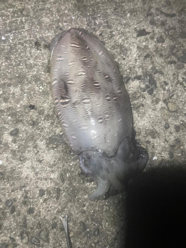 初のモンゴウイカ