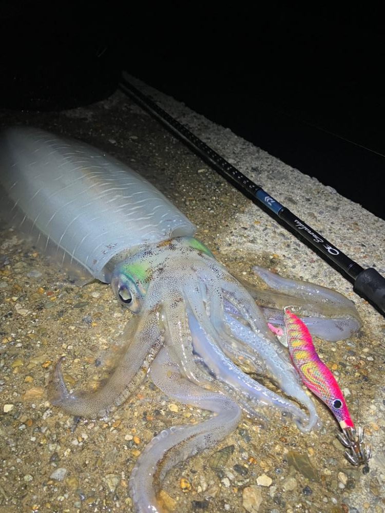 やっと今季2杯目のアオリイカ!(^^)