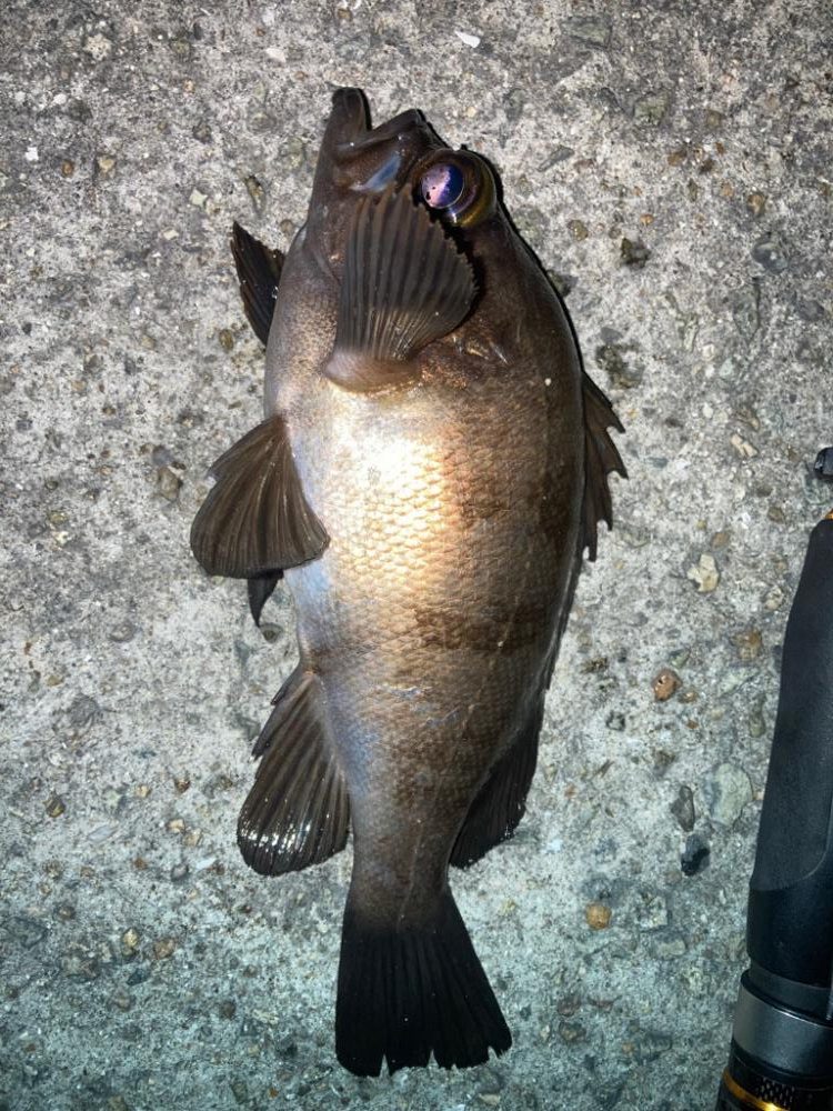 2023ライトゲーム第21戦