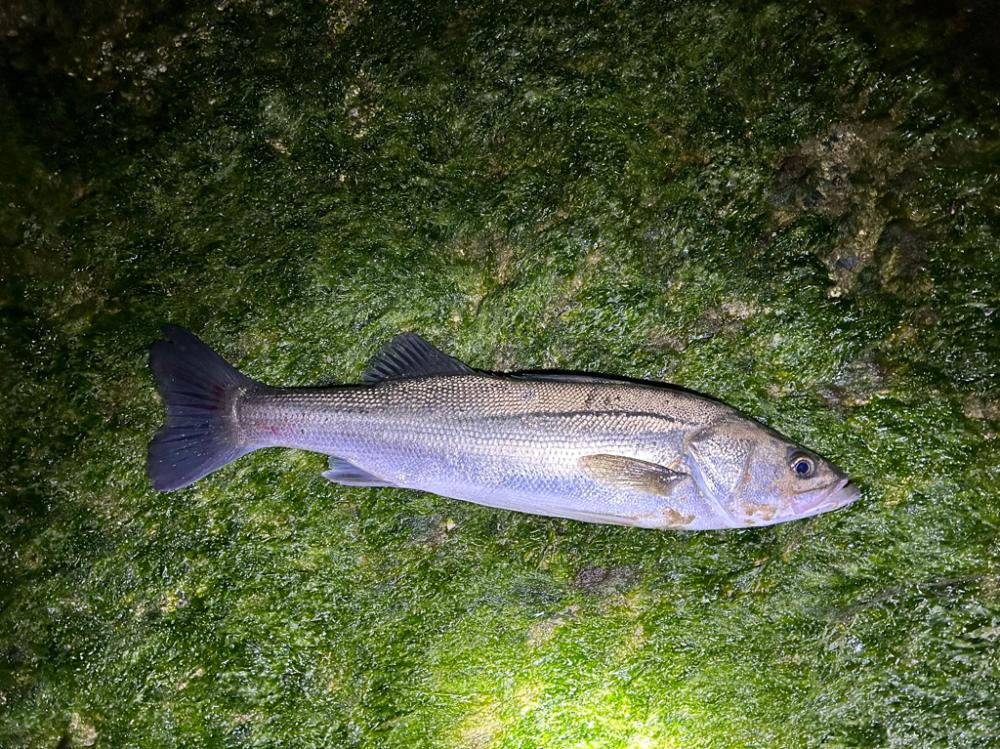 前回とは打って変わって…