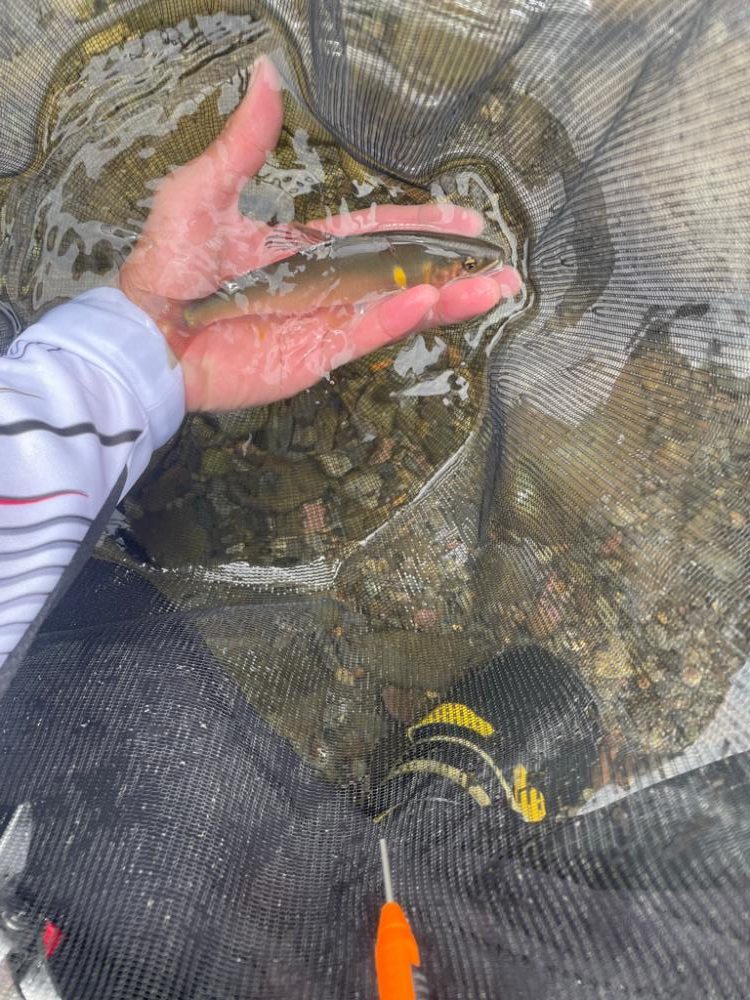 2023鮎掛け日誌6