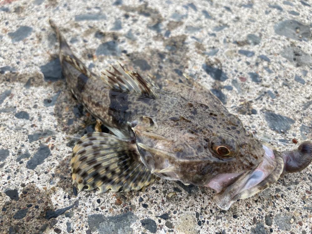 北海道移住後の釣初め