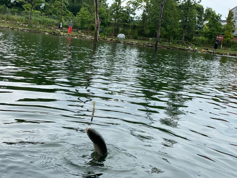 高島の泉さんでエリアトラウト