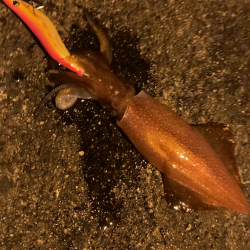 初青海島ナイトエギング!