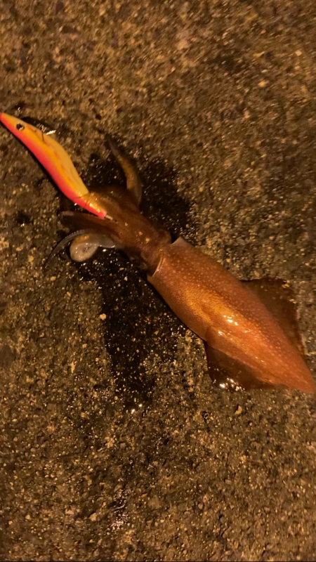 初青海島ナイトエギング!