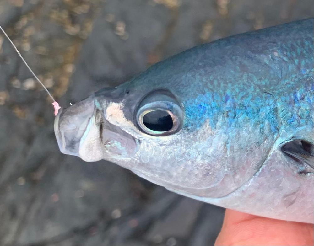 塩焼き美味しいやつ