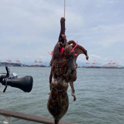 真昼の蛸散歩。何とか2杯。。