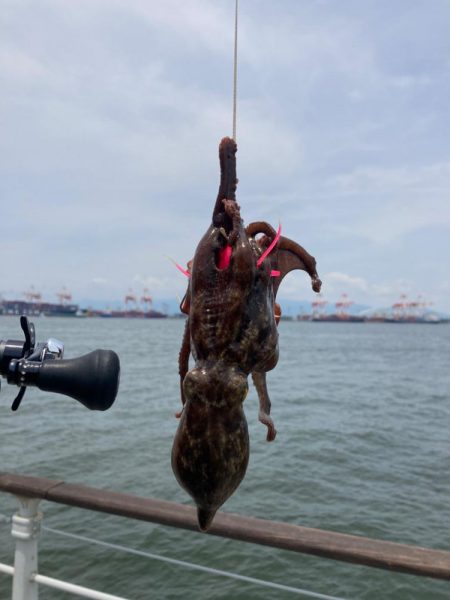 真昼の蛸散歩。何とか2杯。。