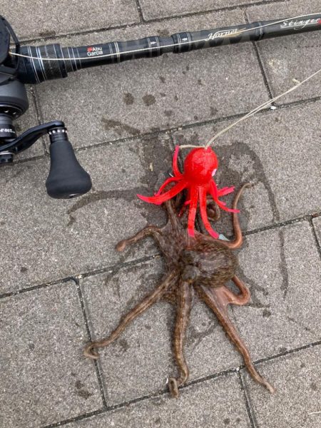 湾奥蛸専出るも。激渋。。3杯。。。