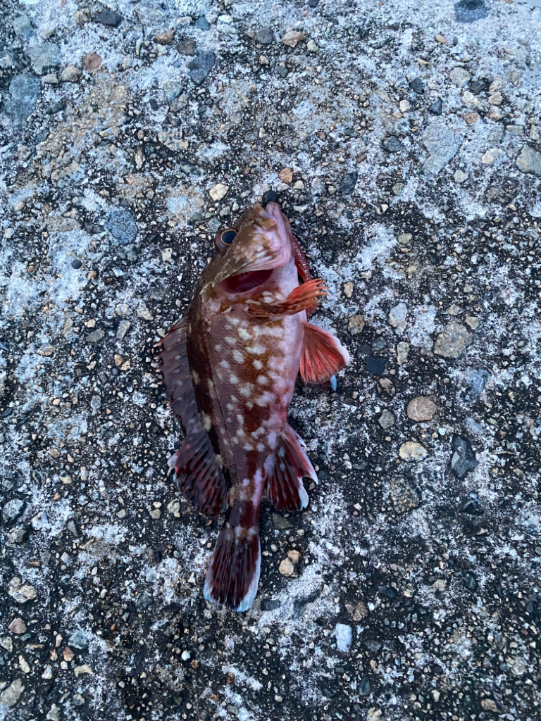 キジハタ カミナリコウイカ