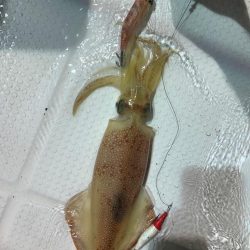 日本海半夜イカ&アジ