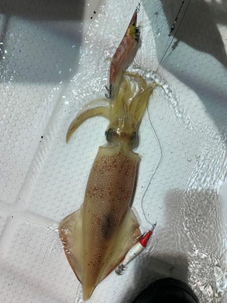 日本海半夜イカ&アジ