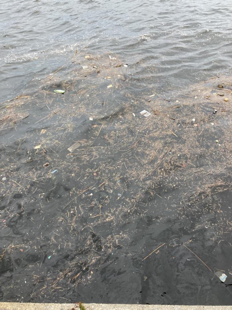 昼蛸散歩。何とか新子1杯。。