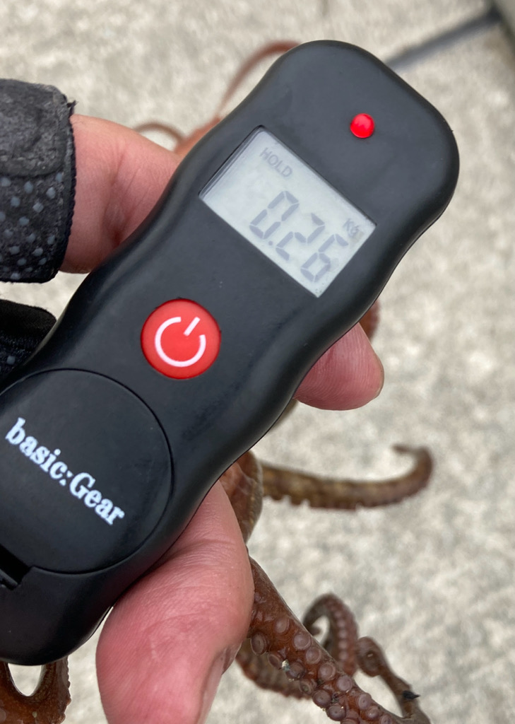 昨日と変わらず2蛸。。