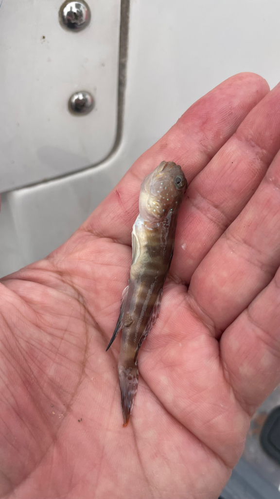 短時間キス→アジ