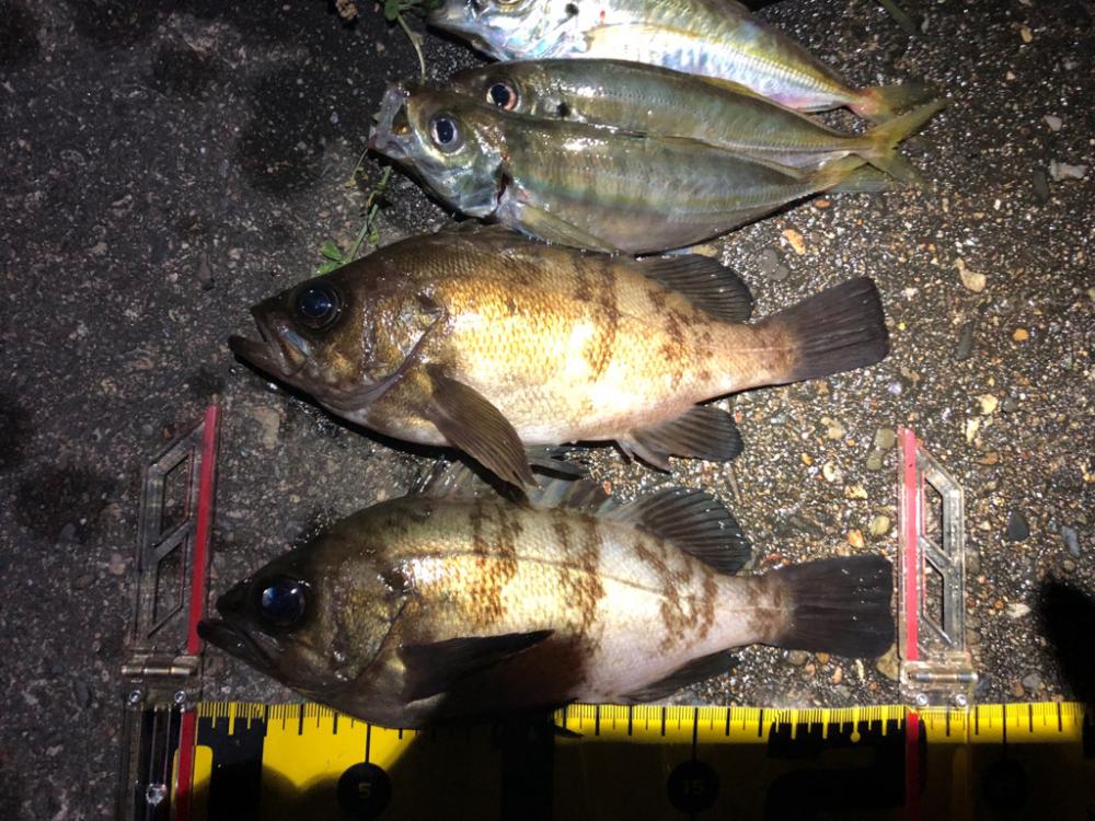 メバル&アジの一夜干し