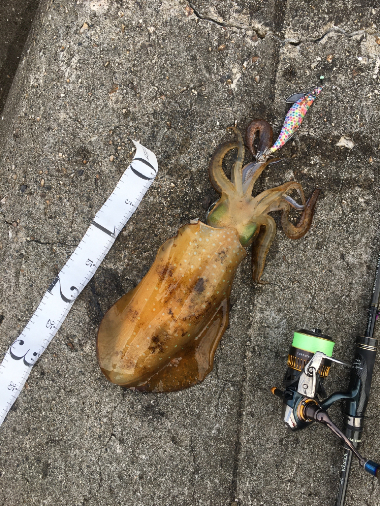 波止から磯へとランガン釣行