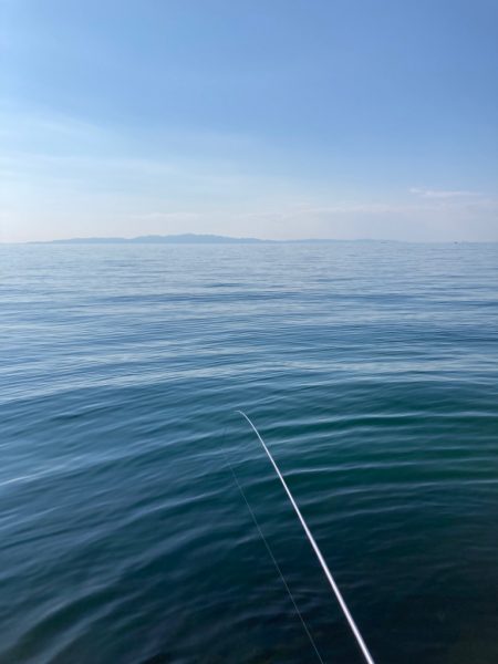 アオリイカ 1杯