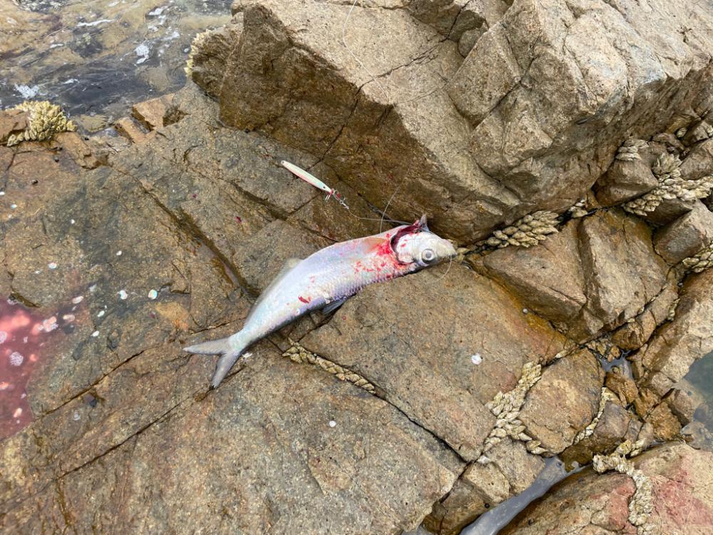 瀬戸内ROCKショア