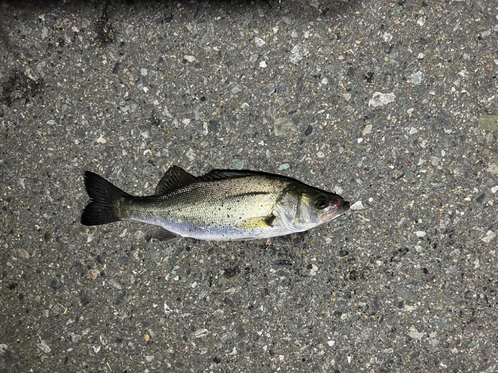 急に渋くなった!