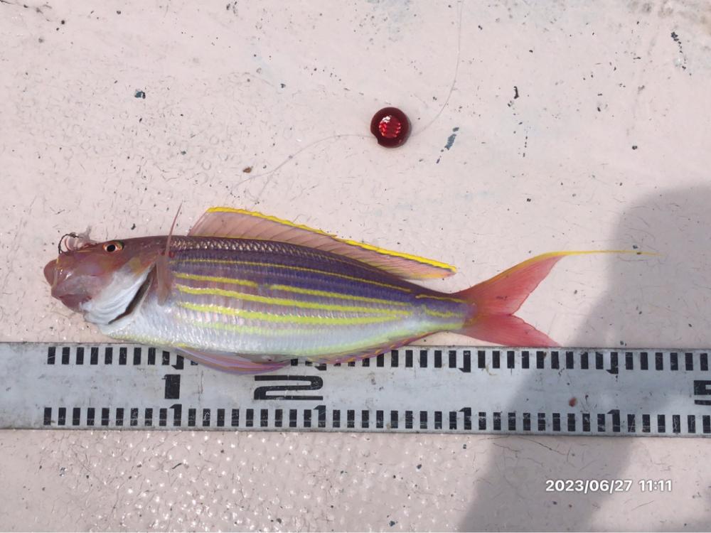 6/27 伊島沖タイラバ&ジギング