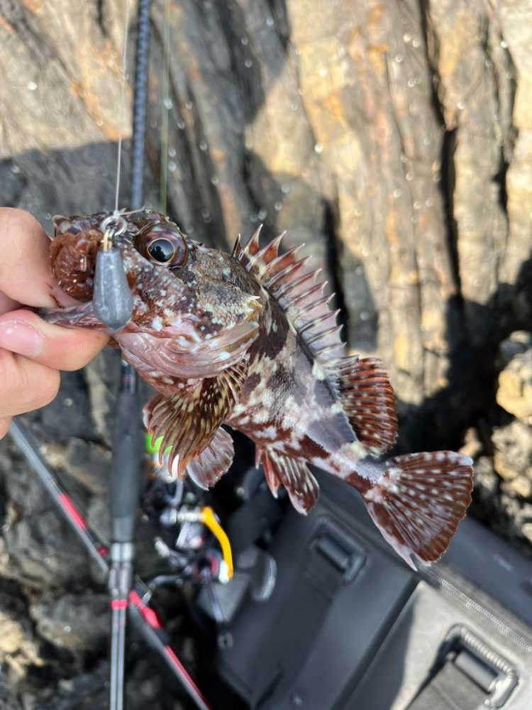 プチ遠征ロックフィッシュ