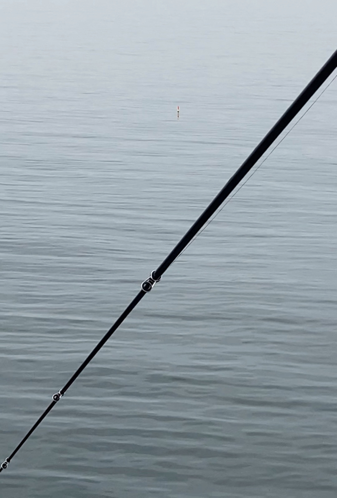 早朝から大鯵狙い